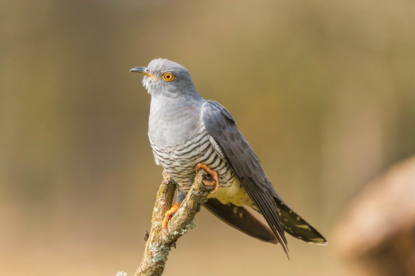 Käki lentää metsässä