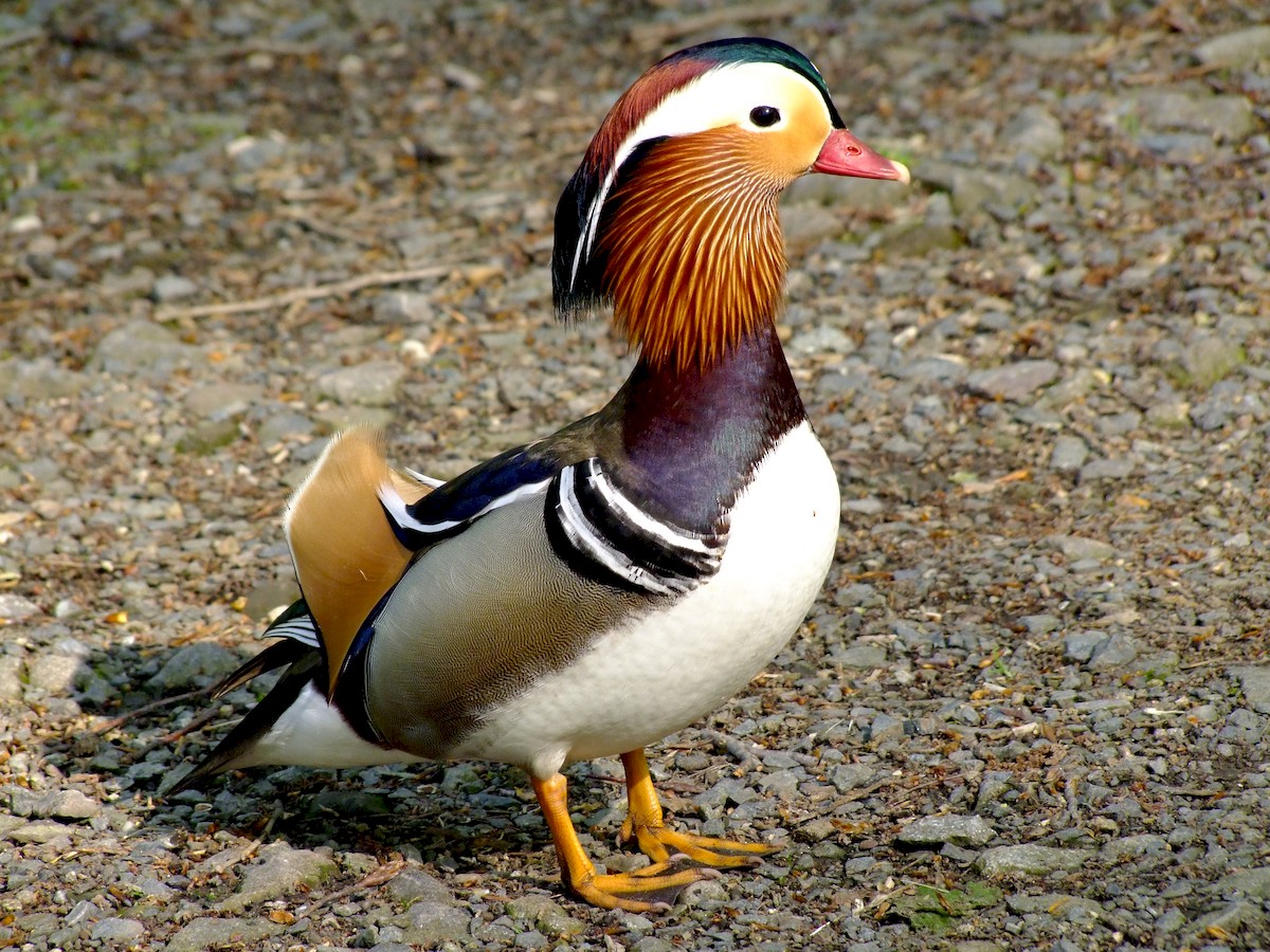 Mandariinisorsa 4